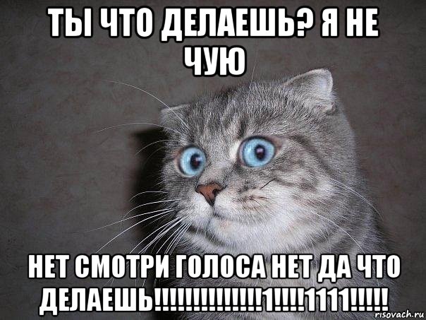 ты что делаешь? я не чую нет смотри голоса нет да что делаешь!!!!!!!!!!!!!!1!!!!1111!!!!!, Мем  удивлённый кот