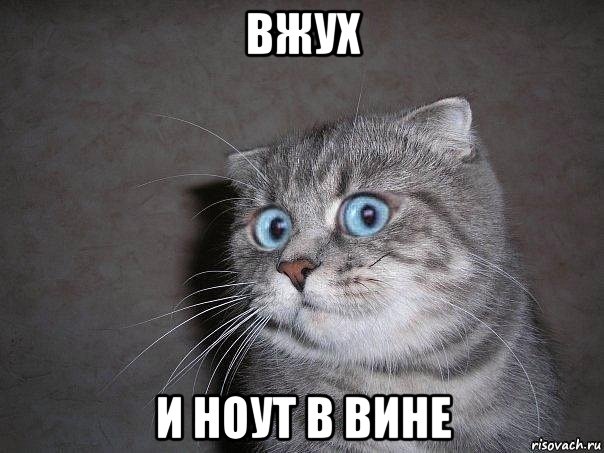 вжух и ноут в вине, Мем  удивлённый кот