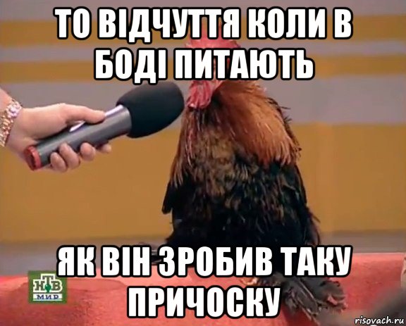 то відчуття коли в боді питають як він зробив таку причоску, Мем Интервью с петухом