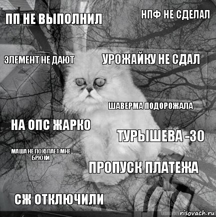 пп не выполнил турышева -30 урожайку не сдал сж отключили на опс жарко нпф не сделал пропуск платежа элемент не дают маша не покупает мне брюки шаверма подорожала, Комикс  кот безысходность