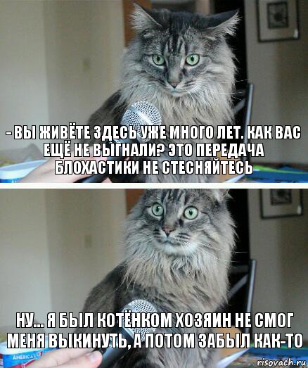 - Вы живёте здесь уже много лет. Как вас ещё не выгнали? Это передача блохастики не стесняйтесь Ну... Я был котёнком хозяин не смог меня выкинуть, а потом забыл как-то, Комикс  кот с микрофоном