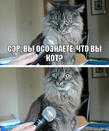 Сэр, вы осознаете, что вы кот? , Комикс  кот с микрофоном