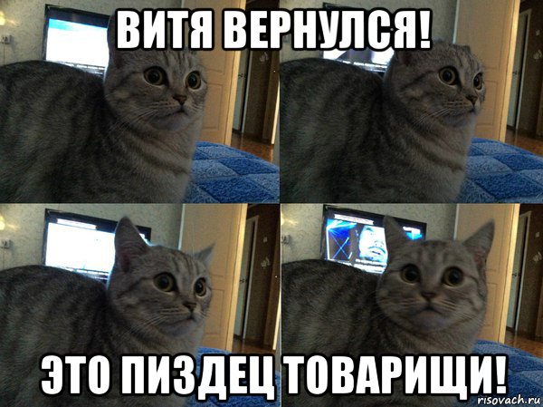 витя вернулся! это пиздец товарищи!, Мем  Кот в шоке