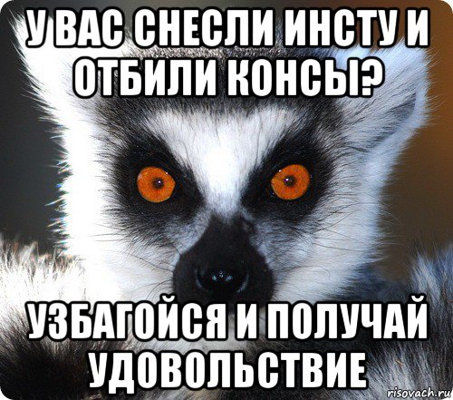 у вас снесли инсту и отбили консы? узбагойся и получай удовольствие, Мем лемур