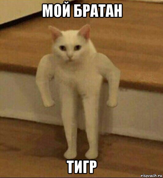 мой братан тигр, Мем  Полукот