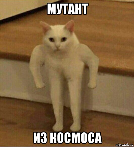 мутант из космоса, Мем  Полукот