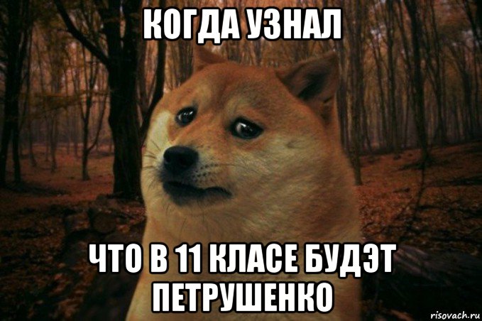 когда узнал что в 11 класе будэт петрушенко, Мем SAD DOGE