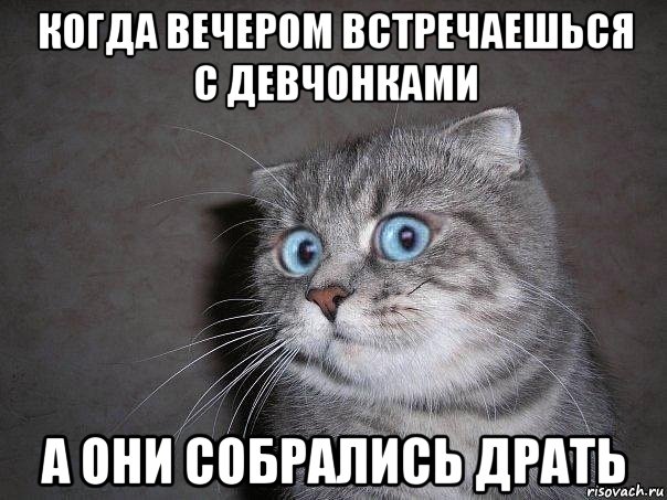 Надо драть. Мем царапать. Когда вечер. ДРАЛТАТЬЯН Мем. Драл обои кот Мем.