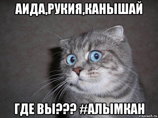 аида,рукия,канышай где вы??? #алымкан, Мем  удивлённый кот