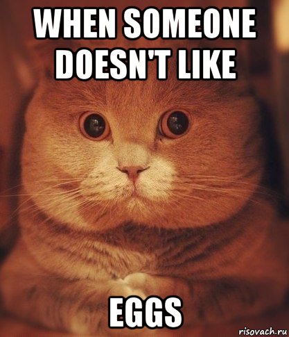 when someone doesn't like eggs, Мем  Кот который видел ужасные вещи