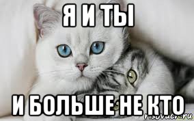 Мемы с котами люблю