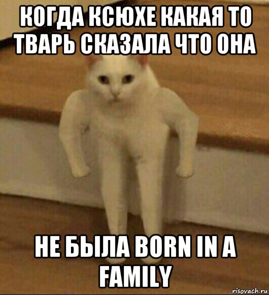 когда ксюхе какая то тварь сказала что она не была born in a family, Мем  Полукот