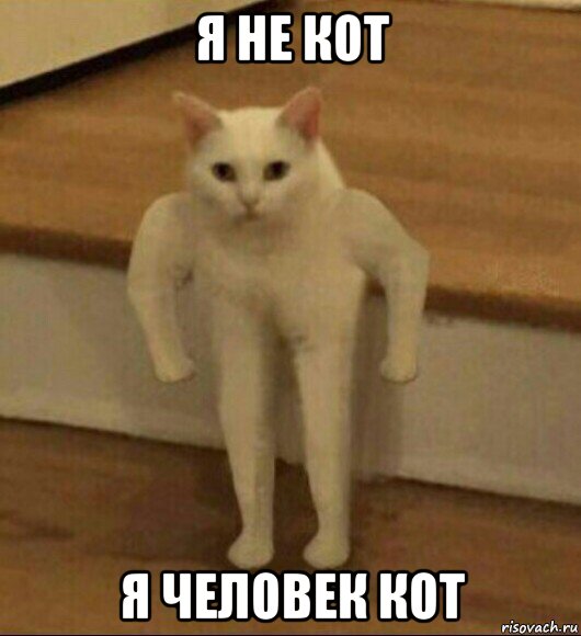 я не кот я человек кот