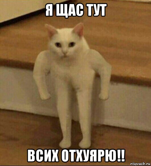 я щас тут всих отхуярю!!, Мем  Полукот