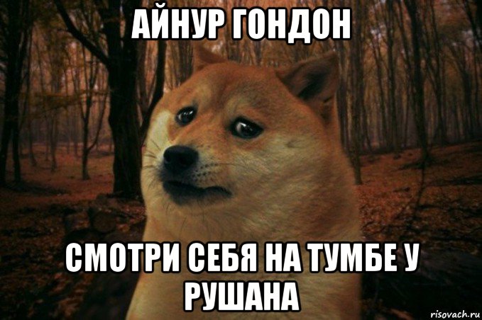 айнур гондон смотри себя на тумбе у рушана, Мем SAD DOGE