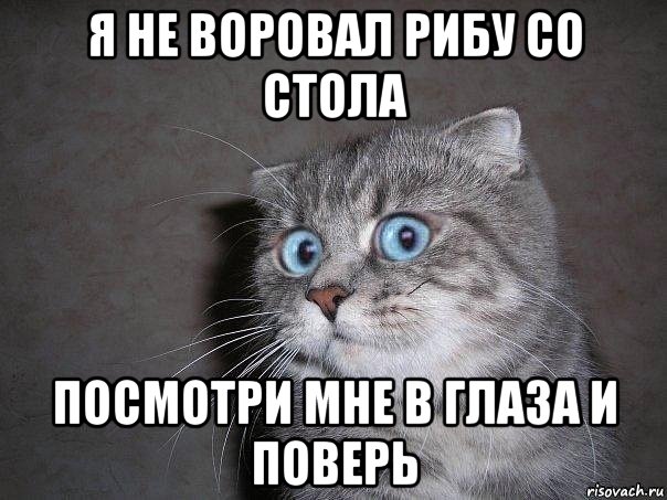 я не воровал рибу со стола посмотри мне в глаза и поверь, Мем  удивлённый кот