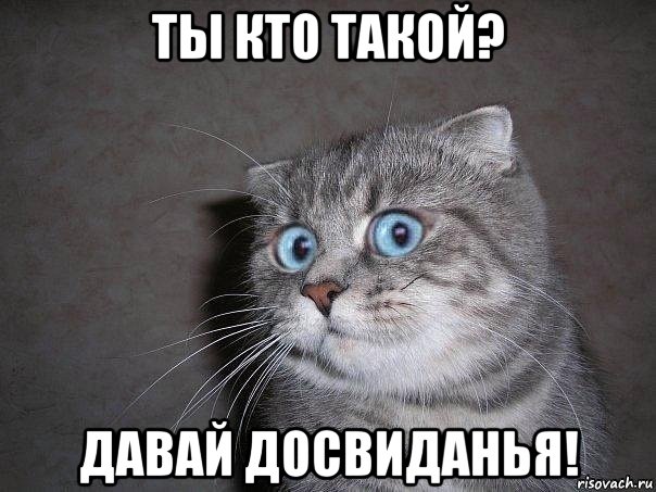 ты кто такой? давай досвиданья!, Мем  удивлённый кот