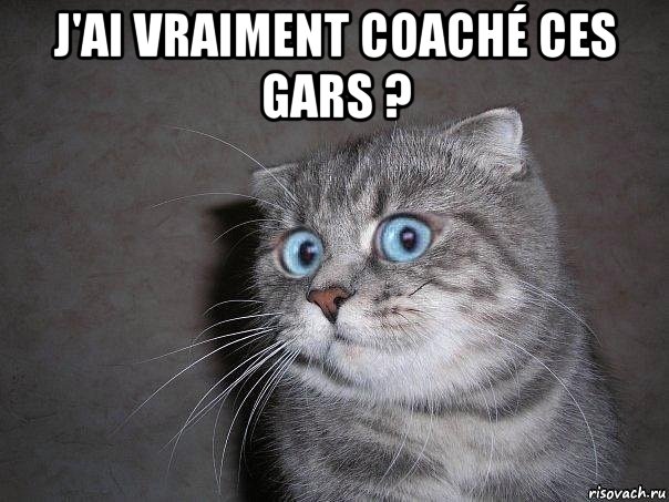 j'ai vraiment coaché ces gars ? , Мем  удивлённый кот