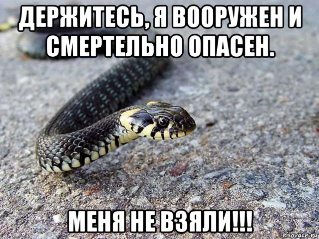 Snakethug. Змеи мемы. Уж мемы. Мемы про змей. Змея ждет.