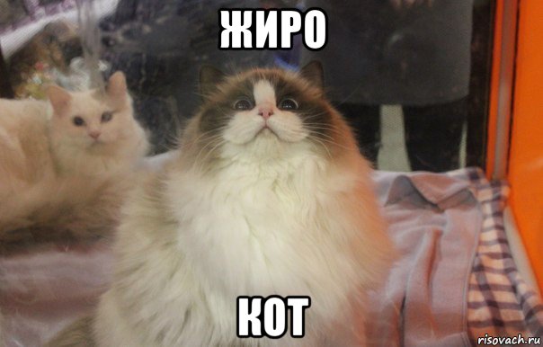 жиро кот