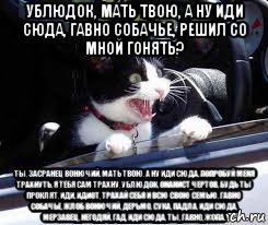 Иди сюда что спрошу. Кот сюда иди.