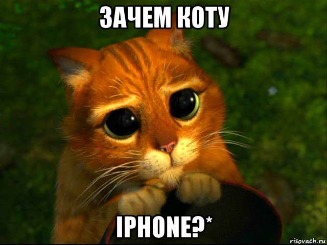 зачем коту iphone?*, Мем кот из шрека