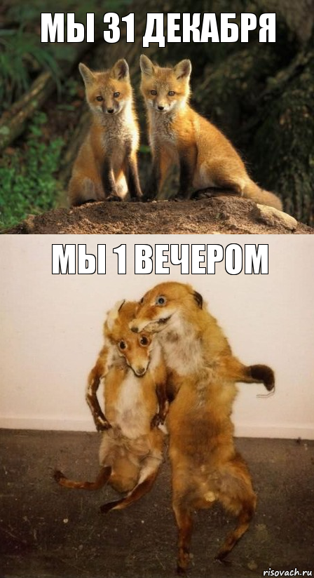 мы 31 декабря мы 1 вечером, Комикс Лисицы