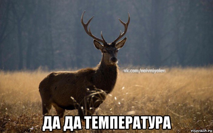  да да температура