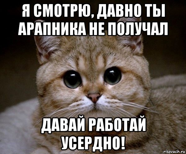 Работай давай. Давай работай. Давай давай работай. Работай Мем. Давай работай картинки.