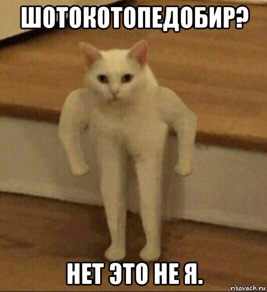 шотокотопедобир? нет это не я., Мем  Полукот