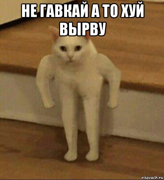 не гавкай а то хуй вырву , Мем  Полукот