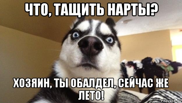 что, тащить нарты? хозяин, ты обалдел, сейчас же лето!, Мем  Собака-удивляка