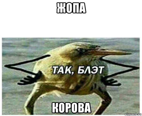 жопа корова, Мем Так блэт