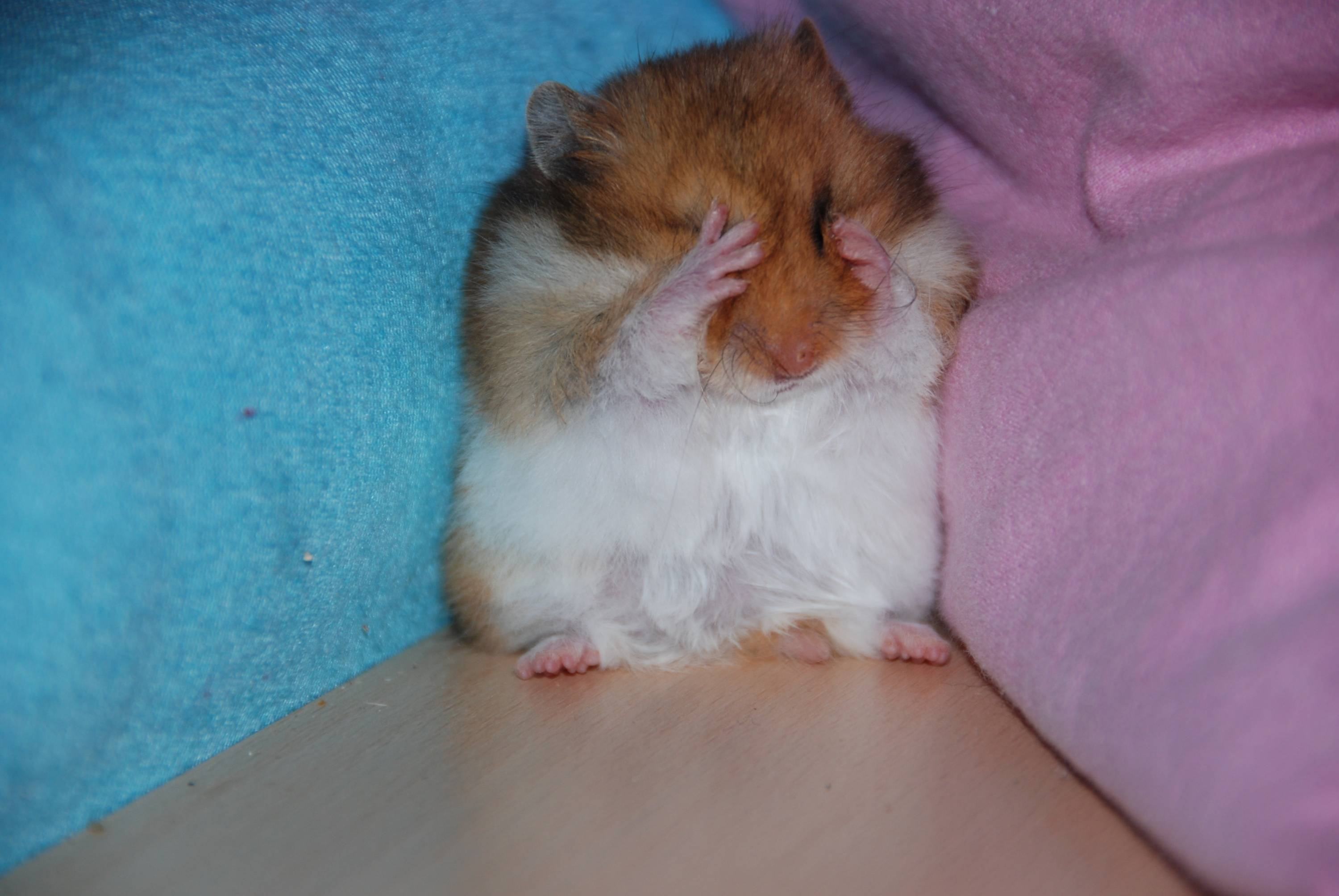 Sad hamster violin hamster. Плачущий хомяк. Обиженный хомяк. Грустный хомяк. Хомячок плачет.
