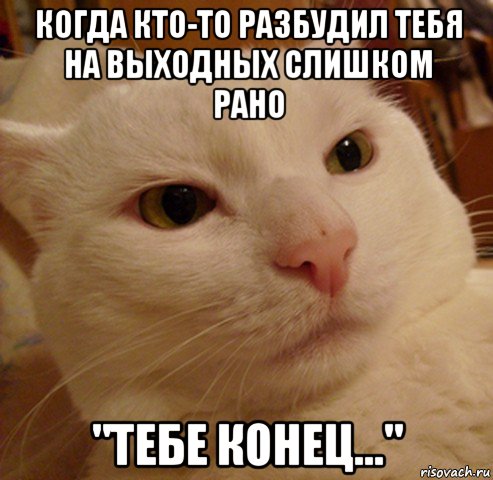 когда кто-то разбудил тебя на выходных слишком рано "тебе конец...", Мем Дерзкий котэ