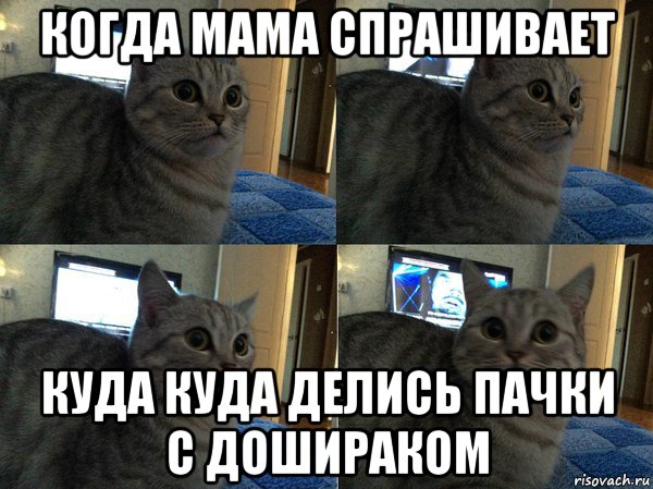 Куда куда в другой дом. Кот спрашивает Мем. Мем с котом политика. Нажерный зал Мем с котом. Мем кот с ноутом "куда деётся говно из лотка.
