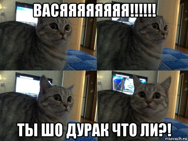 васяяяяяяяя!!!!!! ты шо дурак что ли?!, Мем  Кот в шоке