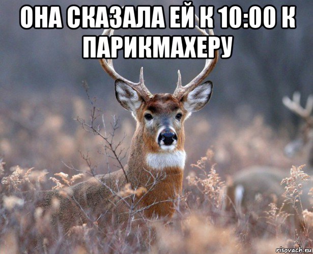 она сказала ей к 10:00 к парикмахеру , Мем   Наивный олень