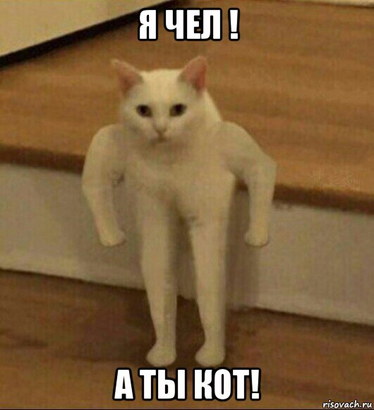 я чел ! а ты кот!, Мем  Полукот