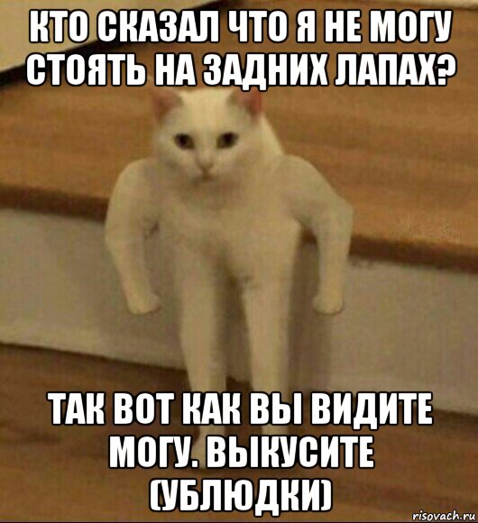 кто сказал что я не могу стоять на задних лапах? так вот как вы видите могу. выкусите (ублюдки), Мем  Полукот