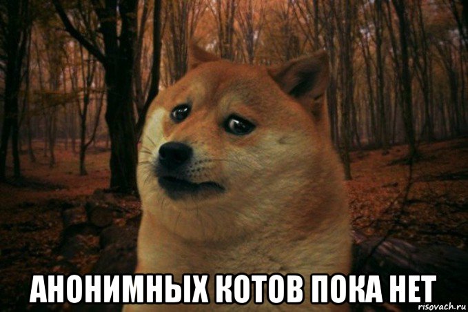  анонимных котов пока нет, Мем SAD DOGE