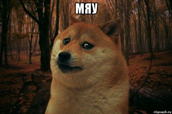 мяу , Мем SAD DOGE