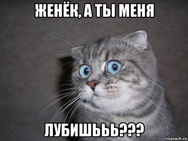 женёк, а ты меня лубишььь???, Мем  удивлённый кот