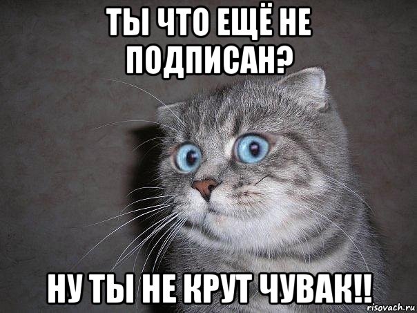 ты что ещё не подписан? ну ты не крут чувак!!, Мем  удивлённый кот