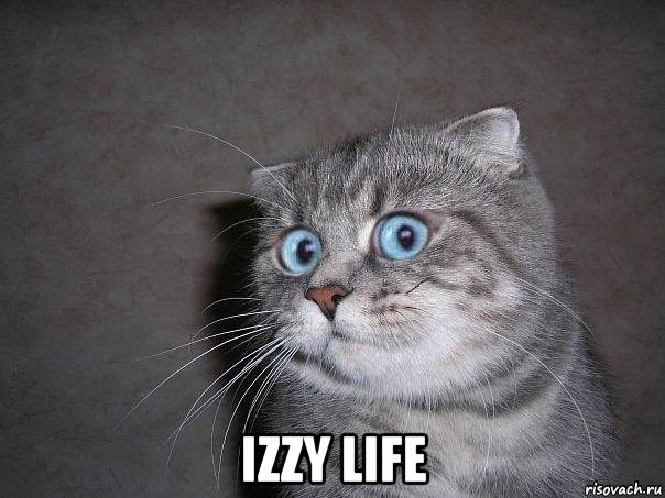  izzy life, Мем  удивлённый кот