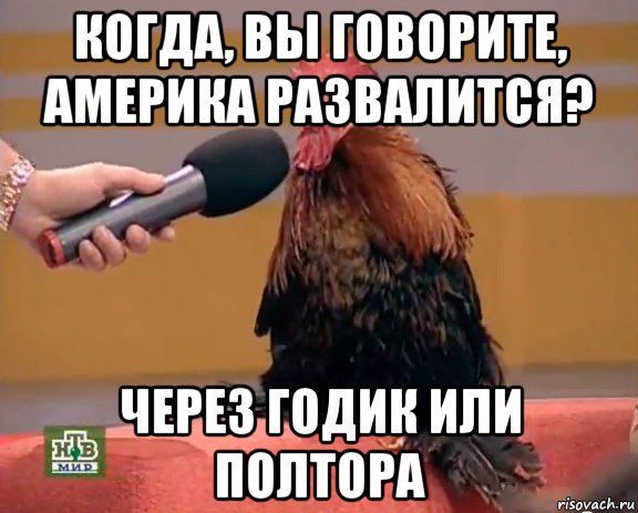 когда, вы говорите, америка развалится? через годик или полтора, Мем Интервью с петухом