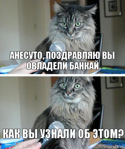 Анесуто, поздравляю вы овладели Банкай Как вы узнали об этом?, Комикс  кот с микрофоном