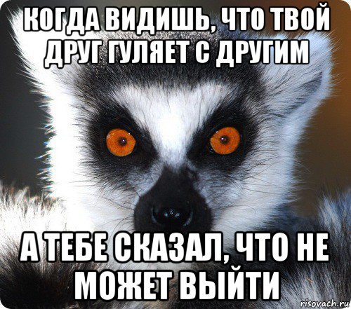 когда видишь, что твой друг гуляет с другим а тебе сказал, что не может выйти, Мем лемур