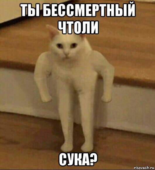 ты бессмертный чтоли сука?, Мем  Полукот