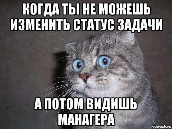 когда ты не можешь изменить статус задачи а потом видишь манагера, Мем  удивлённый кот